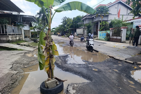 Jalan Rusak Tak Kunjung Diperbaiki, Warga Kayen Pati Tanami Pisang