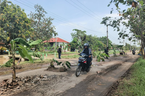 Warga Indramayu Tanam Pohon Pisang di Jalan Rusak, Protes Jalan Tak Diperbaiki