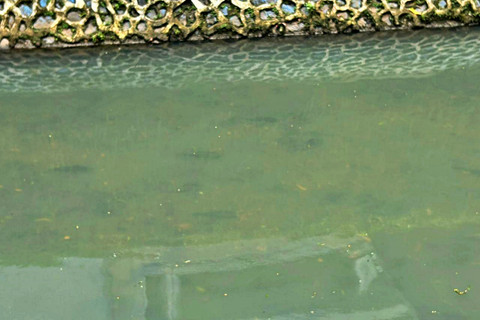 Ikan Sapu-sapu Sudah Invasi Sungai-sungai Utama Jakarta