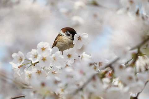 Foto: Sakura Seoul Mekar Lebih Awal, Warga dan Wisatawan Langsung Berburu Foto