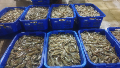 Employee Engagement: Penentu Kinerja dan Produktivitas Budidaya Udang