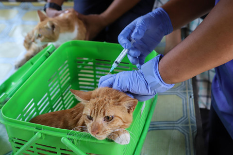 Foto: Jakarta Siaga Rabies, 45 Ribu Hewan Jadi Target Vaksinasi