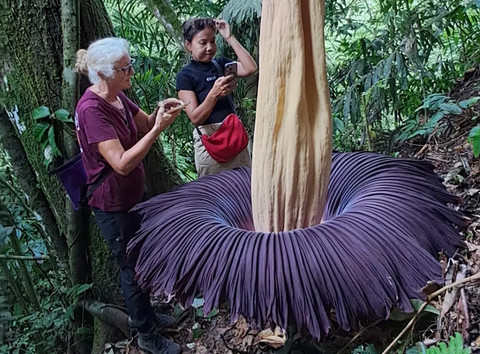 Bunga Bangkai Mekar Sempurna di Sumbar, Jadi Daya Tarik Turis Mancanegara