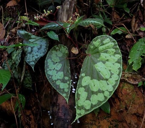 Spesies Baru Tanaman Berdaun Raksasa Ditemukan di TN Betung Kerihun, Kalbar