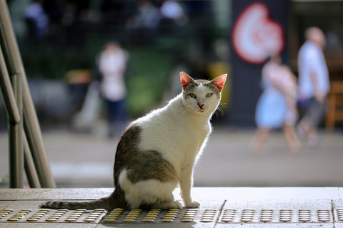 Foto: Kehidupan Santai Si Kucing Gembul di Kawasan Stasiun MRT Dukuh Atas