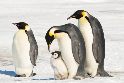 Penguin Kaisar Kini Terancam Punah, Es Antartika Mencair Jadi Penyebabnya