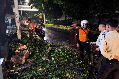 BPBD: Pekan Ini 3 Kali Pohon Tumbang di Kebagusan Jaksel, Timpa Mobil-Rumah