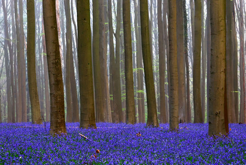 Foto: Hamparan Bunga Bluebells Hiasi Hutan di Belgia