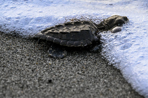 Foto: Pelepasan Tukik Penyu Zaitun di Banda Aceh