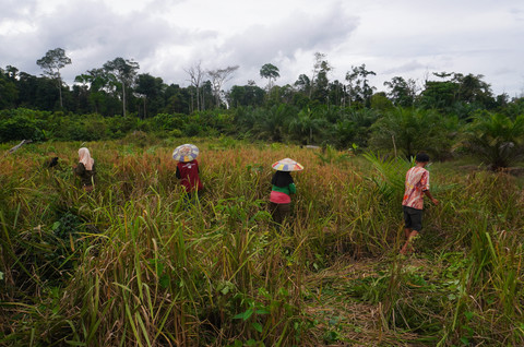 Keteguhan Dayak Lebo Menjaga Tradisi Panen di Tengah Modernisasi