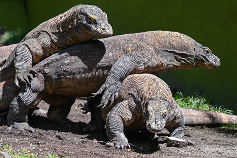 Foto: Dua Komodo Surabaya 'Hijrah' ke Jepang untuk Program Pengembangbiakan