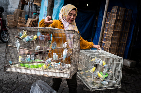 Foto: Perputaran Ekonomi Burung Kicau Tembus Rp 2 Triliun
