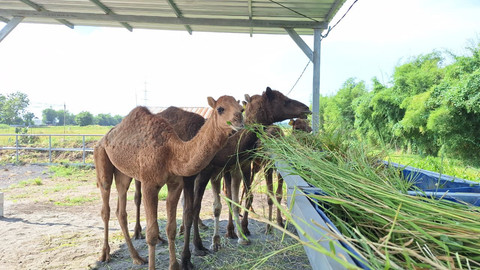 Unta Diternakkan di Mojokerto untuk Hewan Kurban