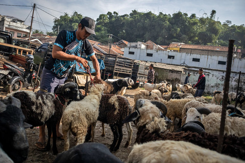 Kementan: Populasi Domba Nasional Tembus 9,15 Juta Ekor, Kambing 15 Juta Ekor