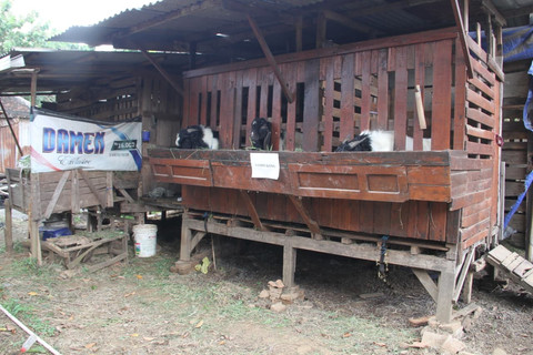 Treatment Khusus dari 'Hotel' Kambing di Kudus, Agar Rileks Jelang Idul Adha
