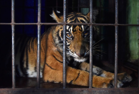 Foto: Terkena Jerat Babi, Harimau Sumatera Dievakuasi di Padang Pariaman