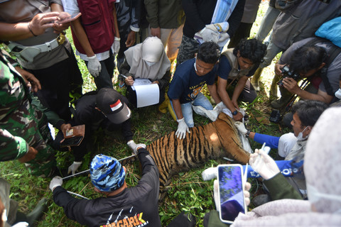Foto: Masuk ke Ladang Warga, Harimau Sumatera di Agam Dievakuasi Petugas