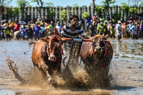 Foto: Melihat Aksi Karapan Sapi Brujul di Probolinggo