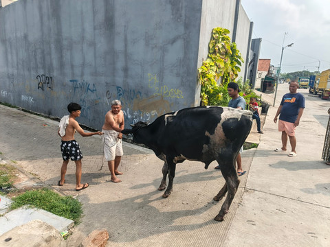 2 Sapi Kurban di Tangerang Lepas, Ada yang Tercebur ke Selokan