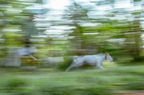 Sekdes soal Bocah Tewas di Jasinga Bogor: Digigit 4 Anjing P