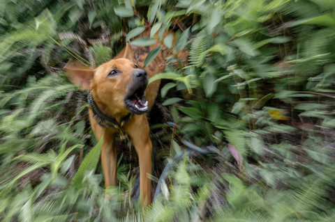 Polisi Periksa 8 Saksi Terkait Bocah Digigit Anjing Pemburu 