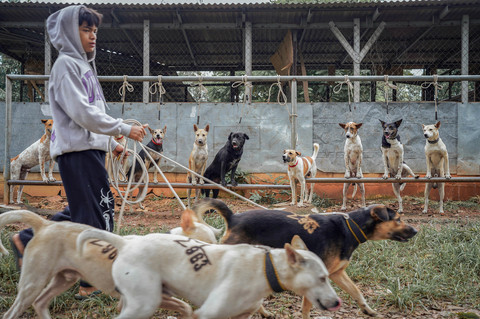 Fakta-fakta Bocah 9 Tahun di Bogor Tewas Diserang 30 Anjing 