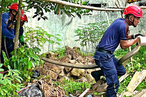 Damkar Evakuasi King Cobra Sepanjang 4 Meter dari Perumahan 