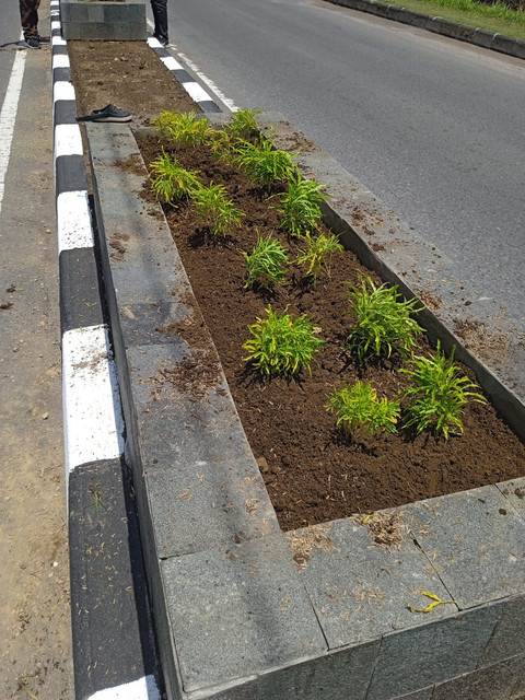 Tanaman Hias di Jalan Maguwoharjo Sleman Dicuri: Brokoli Kuning-Taiwan Beauty