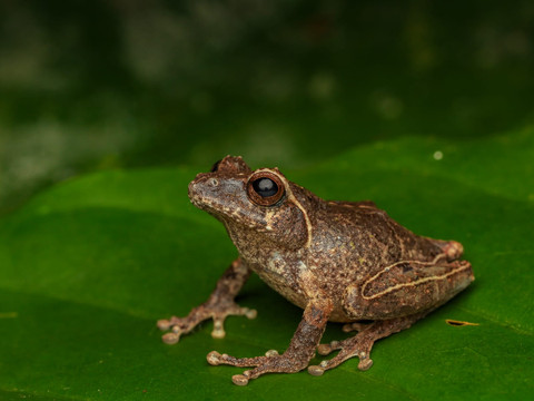 Spesies Baru Katak Semak Ditemukan di Lereng Gunung Merapi