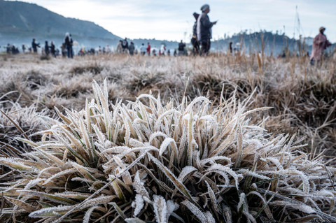 Foto: Dataran Tinggi Dieng Berselimut Embun Es 