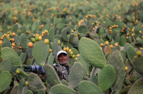 Foto: Permintaan Buah Kaktus Berkembang di Tengah Ancaman Perubahan Iklim