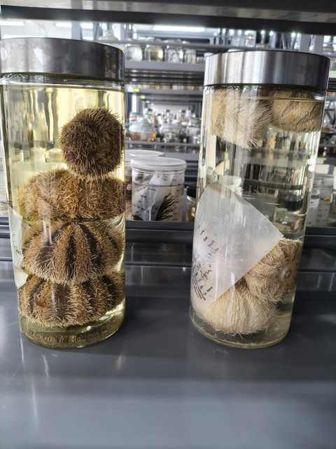 Membaca Identitas Koleksi Ilmiah: Peran DNA Barcoding 