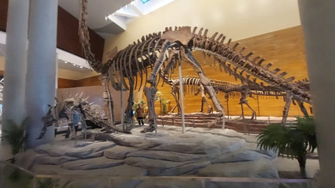 Kemenbud Resmikan Tahir Solo Museum, Ada Fosil Asli Omeisaurus dari China