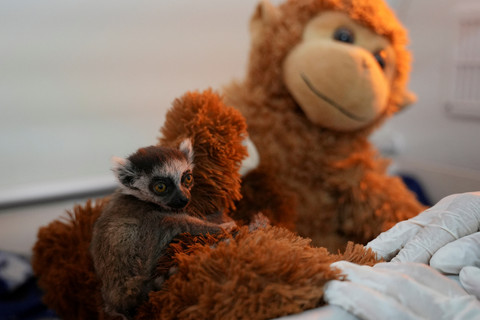 Foto: Gantikan Induk, Boneka Mainan Temani Bayi Lemur di Kolombia