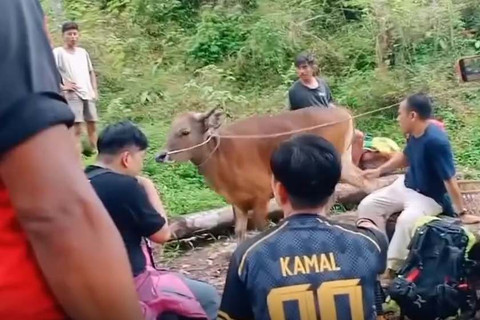 Viral Sapi Diajak Mendaki Gunung Rinjani, BTNGR: Video Lama, Rombongan Ritual