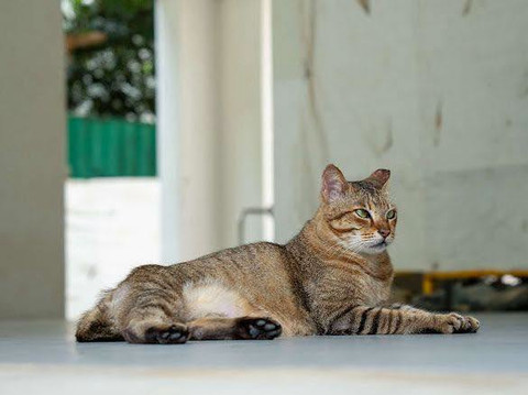 Singapura Wajibkan Lisensi Kucing, Pelanggar Bisa Didenda Rp 69 Juta