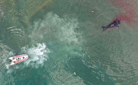 Foto: Anak Paus Mati Terdampar di Pesisir Pantai Patagonia Argentina