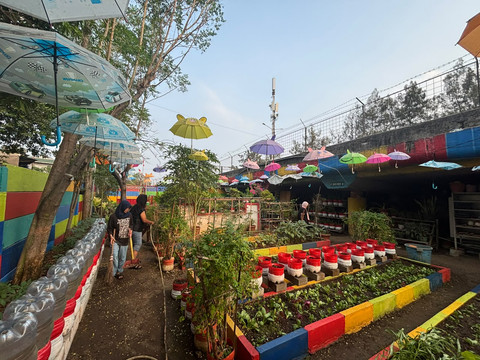 Lahan Bekas Sampah di Bawah Tol Tanjung Priok Dijadi Kebun Sayur Warga