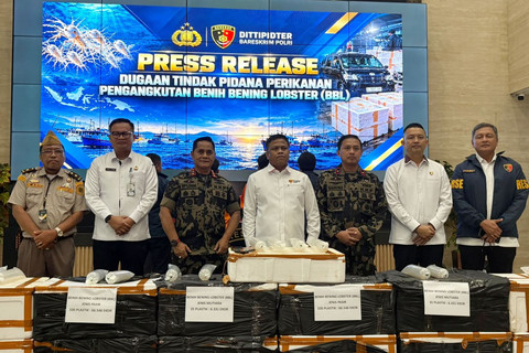Bareskrim Bongkar Kasus Penyelundupan 73 Ribu Baby Lobster Senilai Rp 5,8 Miliar