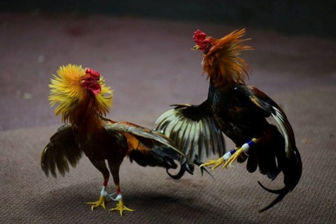 Pelaku Judi Sabung Ayam di Pinrang Kabur, Polisi Tangkap 4 Ekor Ayam Aduan