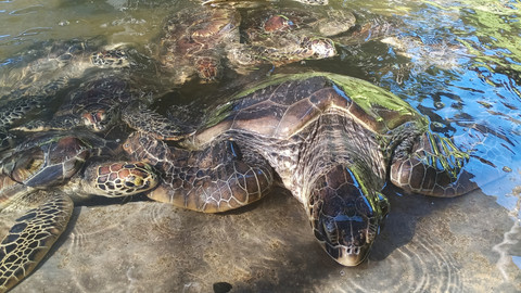 Dongeng Anak Sebelum Tidur: Penyu Kecil yang Belajar Sabar