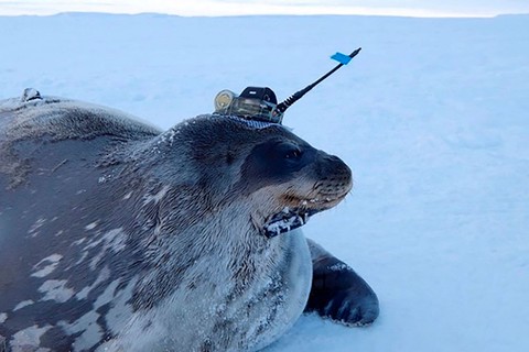Anjing Laut Bantu Ilmuwan Meneliti di Bawah Es Antarktika