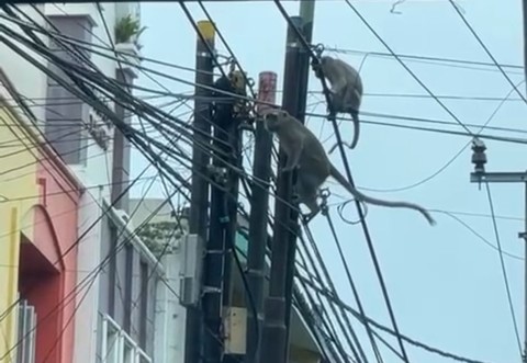 Video: Kawanan Monyet Bergelantungan di Tiang Listrik di Kota Bandar Lampung