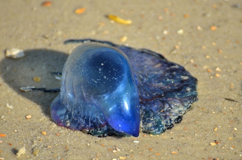 Tak Seperti di Kartun, Ubur-ubur Pantai Selatan DIY Harus Diwaspadai Wisatawan