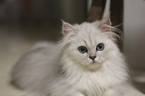 10 Rekomendasi Nama Kucing Anggora Betina untuk Hewan Peliharaanmu