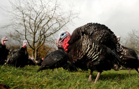 Kalkun terlihat di salah satu peternakan di Inggris. Foto: Matthew Childs/Reuters