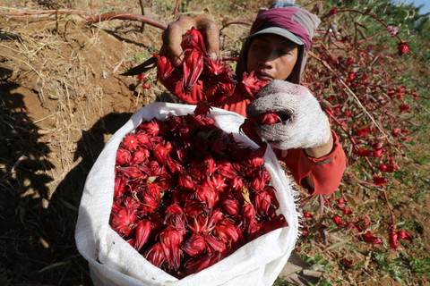 Petani memanen bunga Rosela (Hibiscus sabdariffa) di lereng Gunung Wilis, Desa Pagung, Kediri, Jawa Timur Foto: Antara/Prasetya Fauzani