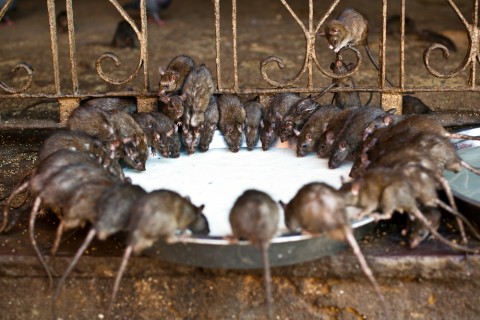 Kuil di India yang dipenuhi ribuan tikus Foto: Shutter Stock