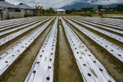 Seorang petani menyulam tanaman tomatnya yang mati di Kelurahan Bayaoge, Palu, Sulawesi Tengah, Selassa (5/5) Foto: ANTARAFOTO/Basri Marzuki
