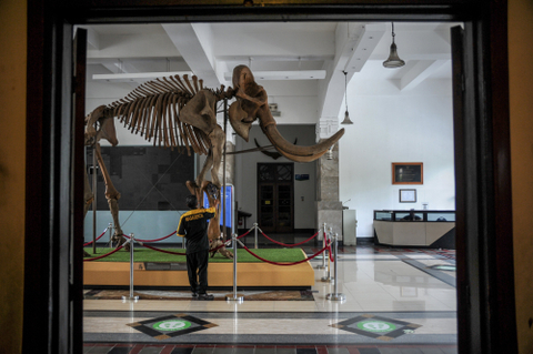 Pekerja membersihkan ruang pamer di Museum Geologi, Bandung, Jawa Barat, Kamis (7/10/2021). Foto: Raisan Al Farisi/Antara Foto